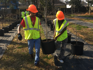 Two volunteers plant trees in Savannah, Georgia.