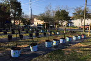 Rows of new trees are ready to be planted.