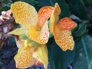 Photo of a yellow orchid with red speckles from the SSDN annual meeting in Sarasota, Florida.