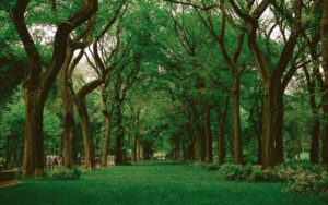 A photo of old trees in a green landscape for SSDN annual meeting in Savannah, Georgia