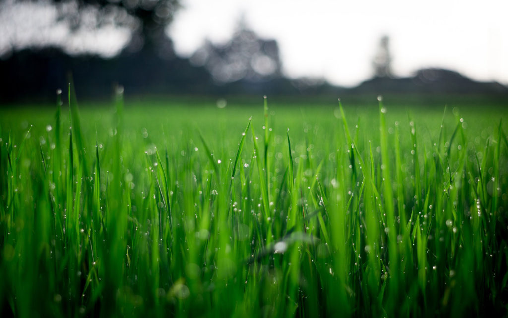 A closeup photo of green grass in a field for SSDN members Mississippi