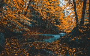 A photo of a winding river among autumn leaves for SSDN members North Carolina