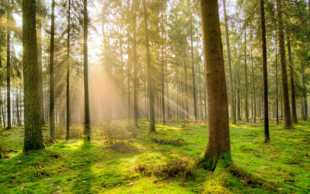 A photo of a tranquil verdant forest signifying Southeast Sustainbility Directors Network (SSDN) team