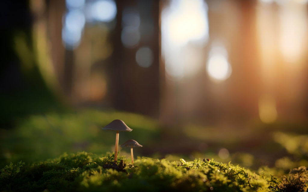 A closeup photo of new mushrooms on moss in a forest for SSDN members Arkansas