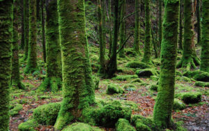 A photo of an old growth forest for SSDN members Alabama