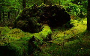 A photo of an old fallen tree covered in moss in an old growth forest for Southeast Sustainability Directors Network (SSDN) newsletter