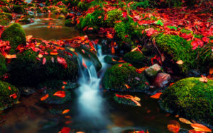 A photo of red autumn leaves on a stream for SSDN our funders