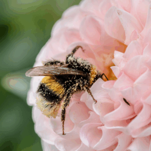 Bumble bee on a pink flower