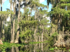 swamp water with trees