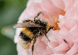 Bumble bee on a pink flower
