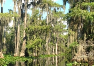 swamp water with trees