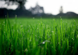 A closeup photo of green grass in a field for SSDN members Mississippi