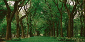 A photo of old trees in a green landscape for SSDN annual meeting in Savannah, Georgia