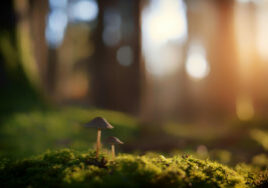 A closeup photo of new mushrooms on moss in a forest for SSDN members Arkansas