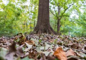 tree in background with leaves on the ground