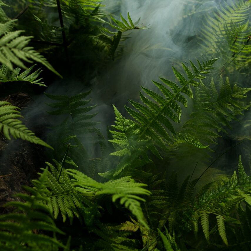 Ferns Photo by Elias Tigiser from Pexels